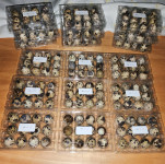 svjeza jaja japanske prepelice