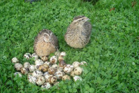 višak prepelica i jaja japanske prepelice