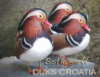 MANDARINKE PATKE::::: jako kvalitetne::::