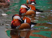 ...MANDARINKE PATKE::::