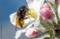 SOLITARNE PČELE, Solitary Bees