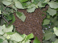 med iz vlastitog pčelinjaka