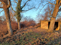 Prodajem 3 stabla trupca debla ORAHA križevci