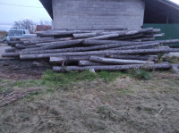 Trupci Europskog Ariša dužine do 8m