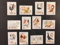 FILUMENIJA, serija golubovi. DOLAC