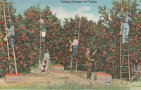 RAZGLEDNICA USA , PICKING ORANGES IN FLORIDA 1951