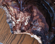 Hrastova sjajnica- Ganoderma lucidum