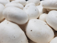 Prodaja Bijelih Šampinjona