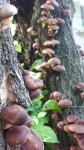 Šitake gljive (Shiitake)