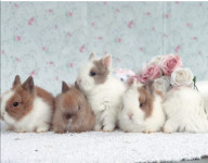 Mini patuljasti kunići zec