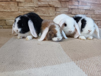 Ovnoliki kunići