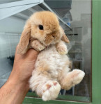 Hollandski Mini Lop Ovnoliki patuljasti kunići zec