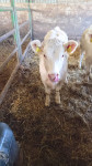 Charolais ženska telad/junice