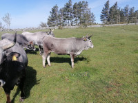 Istarsko govedo - junica