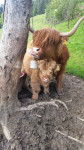 JEFTINO prodajemo škotsko govedo - ekološko / SLOVENIJA!