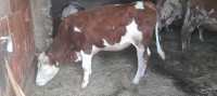 Junica - Krava