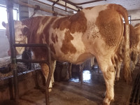 Junica simentalske pasmine