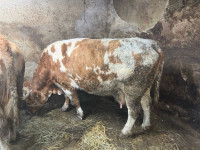 Krava Simentalske pasmine za obradu