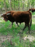 Licencirani bik SALERS, junice, steone krave, krava sa ženskim teletom