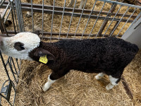 PRODAJE SE MUŠKO TELE - KRIŽANAC