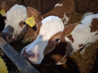 Prodajem četiri ženska teleta.