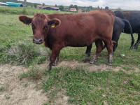 RASPLODNE JUNICE ANGUS I KRIŽANKE ANGUS SIMENTAL