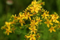 Hrvatska Gospina trava-kantarion( Hypericum performatu )gratis dostava