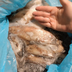 Lignja iz koče 100-300g