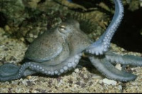 Prodajem jadranske hobotnice