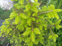 Sirup od iglica jele i smreke