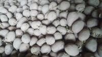 Sjemenski krumpir za sadnju bellaros
