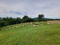 Ovce i janjci