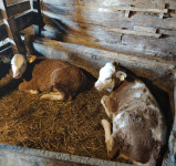 Teleki za obradu ili daljni tov.