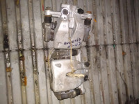 Kociona klijesta avensis