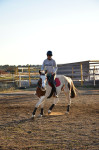 AMERICAN PAINT HORSE KOBILA