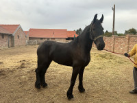Frizijska kobila 3 ipo godine