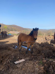 Hrvatski posavac kobila ii žensko ždrijebe
