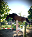 Kobila engleski punokrvnjak