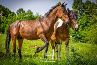 Konj kastrat mix quarter-HP