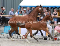 KWPN muško  ždrijebe