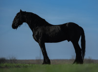 Pastuh Frizijac slobodan za pripust