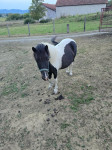 pony konji