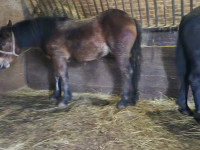 PRODAJEM ZDREBAD H H