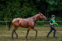 !HITNO! Punokrvna arapska kobila