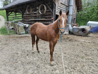 Quarter horse pastoh