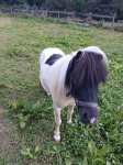 Shetland pony pastuh
