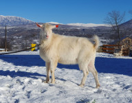 Čistokrvni Sanski Jarac