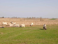 Hrvatska bijela koza
