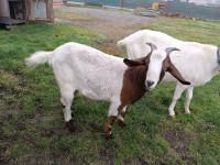 Jare žensko za rasplod, ražanj ili peka, Dugo Selo