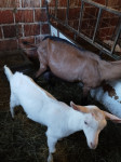 Koza za mlijeko, Vrbovec